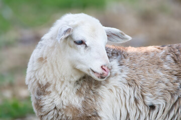 Portrait of a cute three-colored lamb