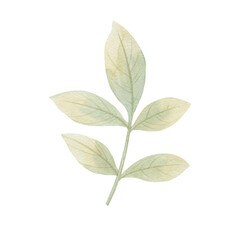 Branch with leaves isolated on white background. Watercolor leaves on a branch. Botanical illustration for design.