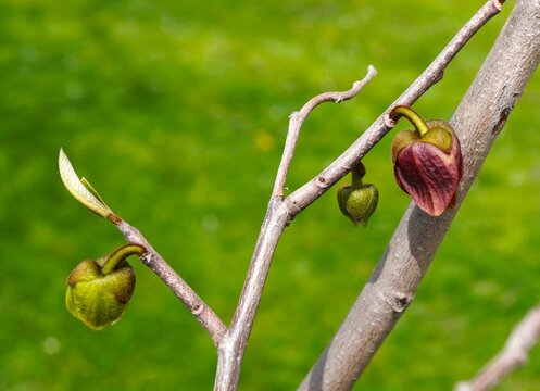 Pawpaw (Asimina Triloba) Blossom