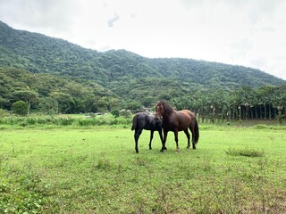 Two brown horses in the grass, in wildlife, trees, green scenario, Joinville city, state of Santa Catarina, South of Brazil, april, 2022