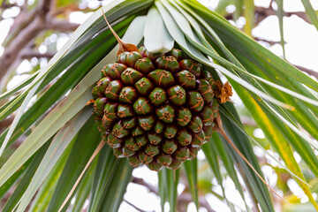 Fruit of Pandanus utilis on Canary Islands, Spain