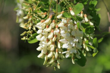 White Robinia pseudoacacia flowers on a branch on a blurry background