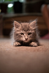 A Norwegian forest cat kitten playing and hunting feathery cat toys