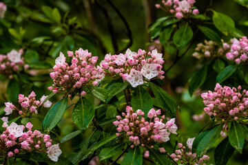 Blooms On Mountain Lourel Start to Pop Open After Spring Rain
