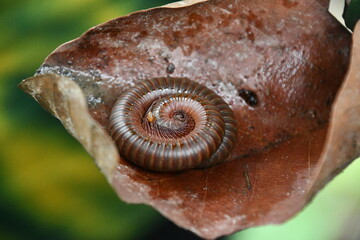 A close up of a Millipede on a leaf with a blurred background in the Nepalese jungle 