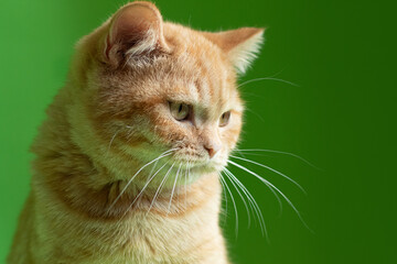 Ginger cat on green background,closeup portrait.Kitten looking up.