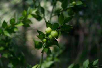 green peas growing in the garden