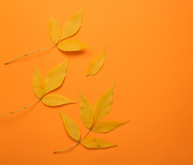 Autumn fall leaves on an orange background. Autumn background, seasonal time. Top view