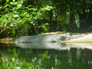 Gharial also known as gavial or fish-eating crocodile resting in water