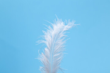 White soft feather on blue background