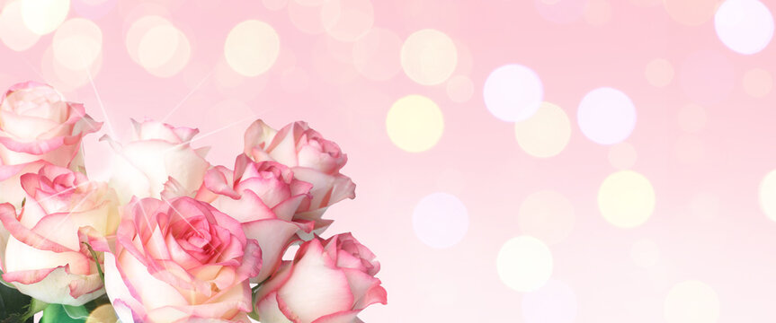 Bouquet of beautiful roses on pink background, space for text. Banner design