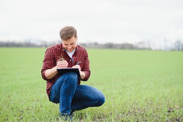 young farmer holding a tablet and checking the progress of the harvest at the green wheat fieldt....