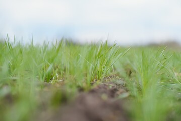 Handsome farmer. Young man walking in green field. Spring agriculture.