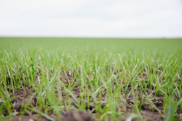 Sprouts of young barley or wheat that have just sprouted in the soil, dawn over a field with crops.