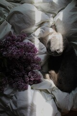 Cat on the bed with flowers 