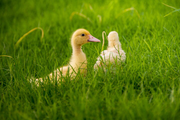 Ducklings in the morning on green grass background