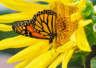 A monarch butterfly feeds on a sunflower in August.