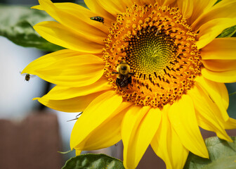 A bumble bee polinates a sunflower in a patio garden.