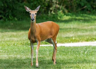 A white-tailed deer, a doe, looks cautiously at the camera. Suburbs of Waukesha County, Wisconsin.