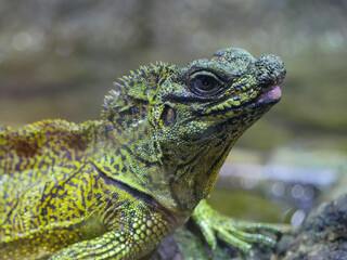 Plumed Basilisk Lizard also called as green basilisk