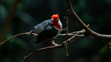 Red-capped cardinal