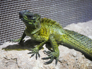 Plumed Basilisk Lizard also called as green basilisk