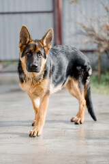 A beautiful purebred five-month-old German Shepherd of black red color looks sweetly into the camera.