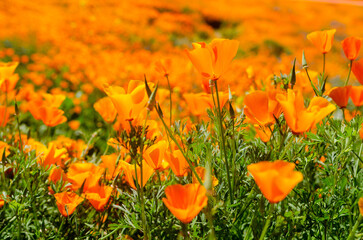 Field of bright orange poppy flowers during Super Bloom in Southern California
