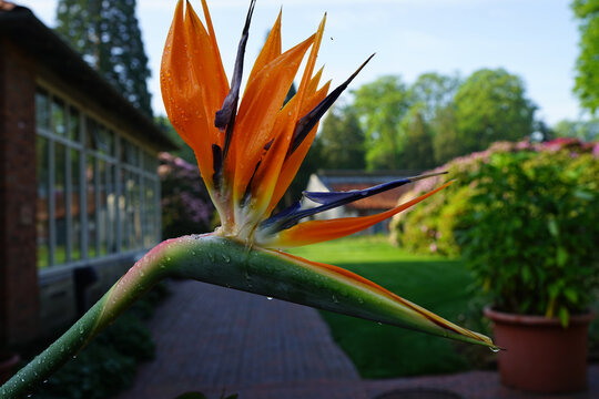 Strelitzia reginae, crane flower or bird of paradise is an evergreen perennial from South Africa. This flower was seen in a public park in Oldenburg, Germany.