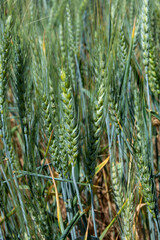 Campo de cebada, agricultura