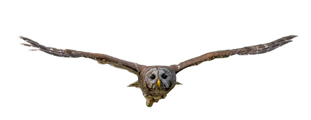 Wild adult Barred owl - Strix varia -  flying towards camera, wings straight out, eyes focused, determined look,  isolated cutout on white background