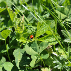 Ladybug on a leaf