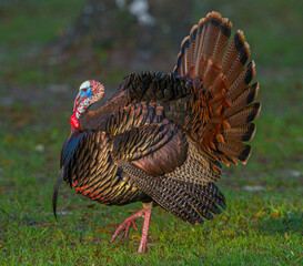 Wild Osceola turkey - Meleagris gallopavo osceola - aka Florida turkey, is a subspecies of wild...