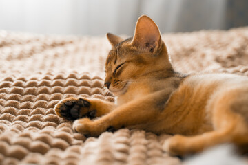 Small kitten cat of the Abyssinian breed lies, sleeps sweetly on soft blanket on bed. Funny fur fluffy kitty at home. Cute pretty brown red pet pussycat with big ears