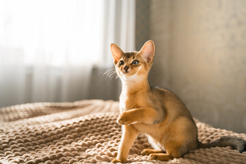 Small kitten cat of the Abyssinian breed lies, sleeps sweetly on soft blanket on bed. Funny fur fluffy kitty at home. Cute pretty brown red pet pussycat with big ears