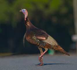 Male Tom Turkey crossing road.  Multi colored iridescence.  One leg bent showing movement forward...