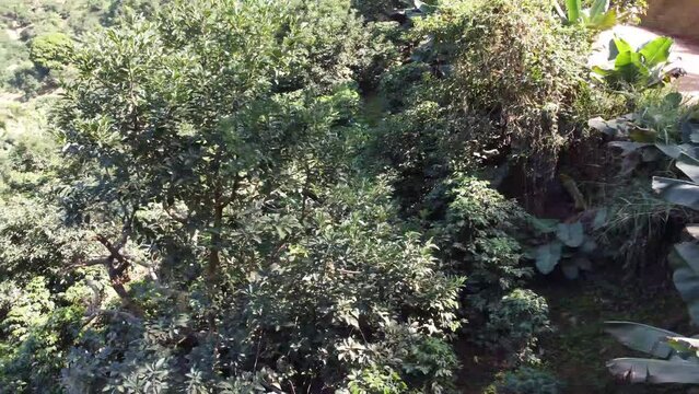 Beautiful green valley with coffee, eucalyptus and banana plantation, drone aerial view - Venda Nova, Espirito Santo, Brazil