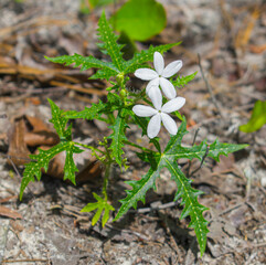 Bull Nettle - Cnidoscolus Stimulosus - Also called the tread softly, stinging nettle and spurge nettle showing white star shaped flowers, bloom, blossom, north Central Florida