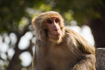 Monkeys in Kathmandu, Nepal