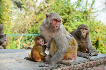 Monkey mother with her baby in Kathmandu, Nepal