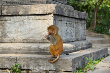 Baby monkey in Nepal, Kathmandu