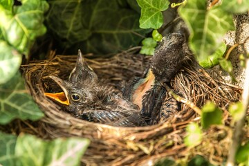 bird's nest with offspring in early summer (Turdus merula). Starling. Feeds the chicks. The blackbird  is a bird living throughout Europe.
