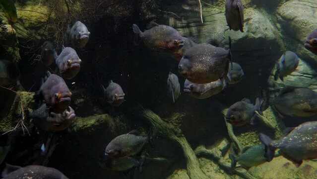Herbivorous piranha Red-bellied Pacu (Piaractus brachypomus) in the river or aquarium. A large predatory fish swims in the Amazon River in the tropics of South America