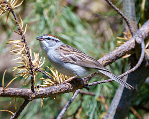 Sparrow Stock Photo and Image. Chipping Sparrow close-up side view perched on a branch with coniferous tree background in its environment and habitat surrounding.