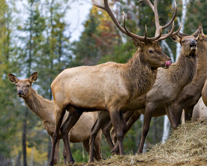 Naklejka na ściany i meble Elk Stock Photo and Image. Anthlers bugling guarding his herd of cows elk with a forest background in their environment and habitat surrounding.