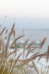 Fototapeta premium Pennisetum foxtail by the sea in Egypt.