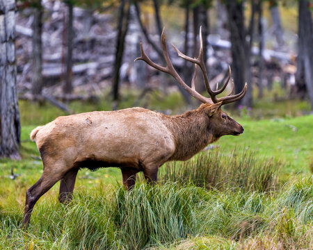 Elk Stock Photo and Image. Male walking in forest in the elk rutting season, displaying large antlers and brown colour fur coat in its environment and habitat surrounding.