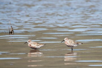 Curlew sandpipers Calidris ferruginea