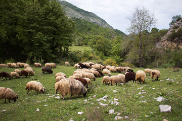 A flock of sheep graze on the slopes of the mountains in Albania