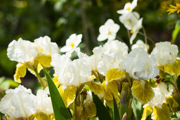 Blooms white-yellow low-growing iris, border iris. Spring background